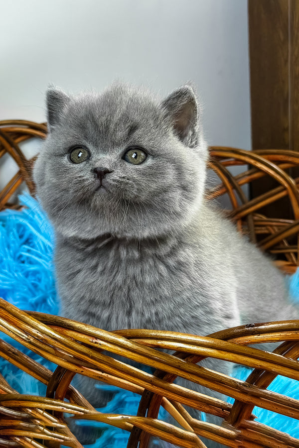 Xenon | British Shorthair Kitten