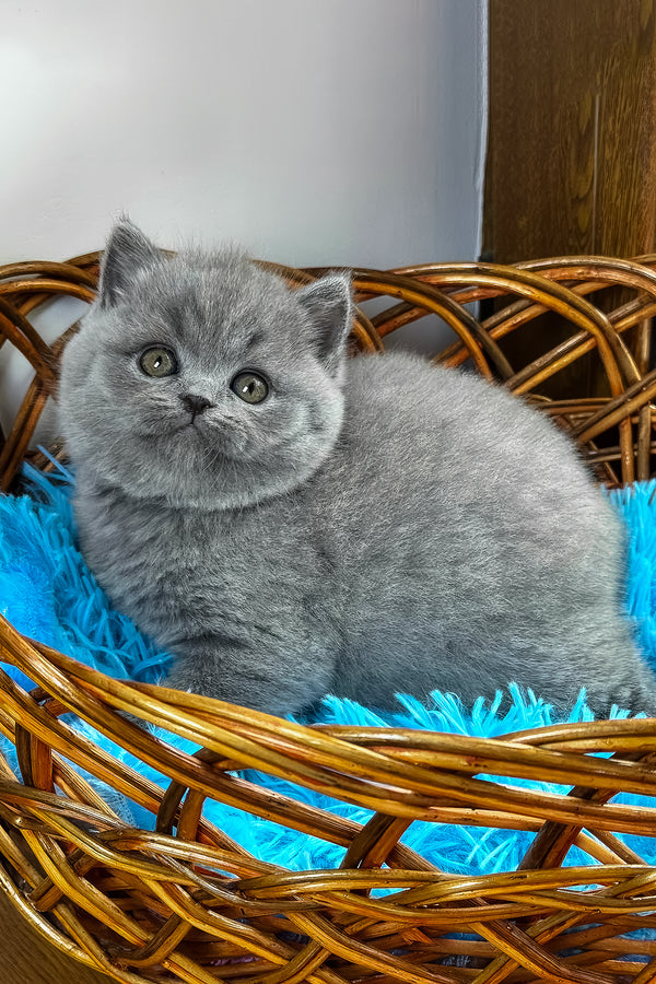 Xenon | British Shorthair Kitten