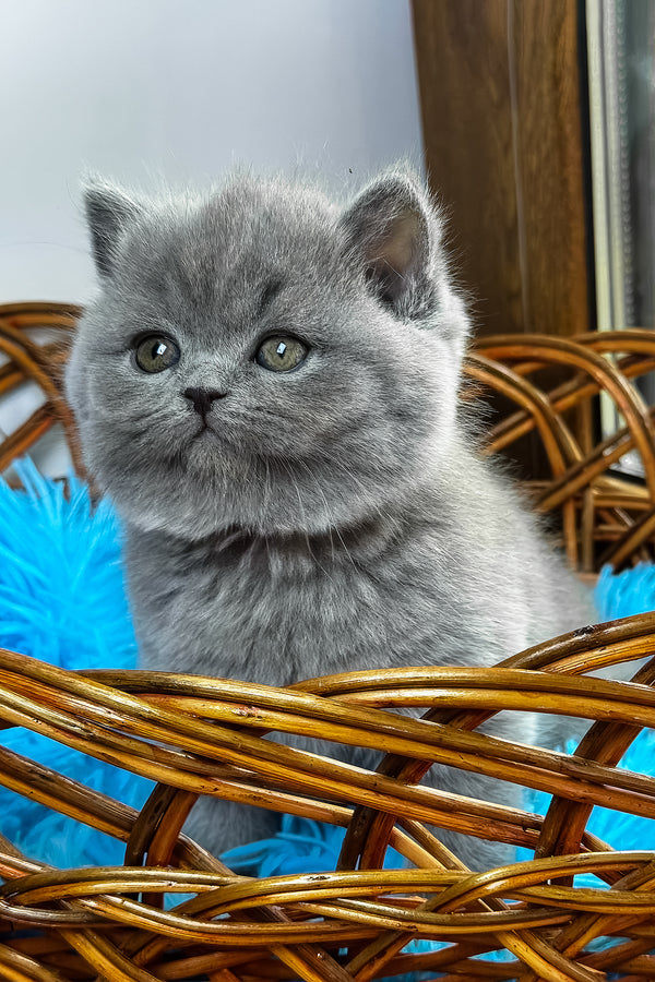 Xenon | British Shorthair Kitten