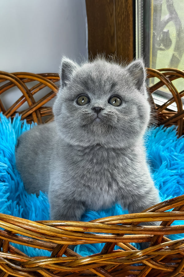 Xenon | British Shorthair Kitten