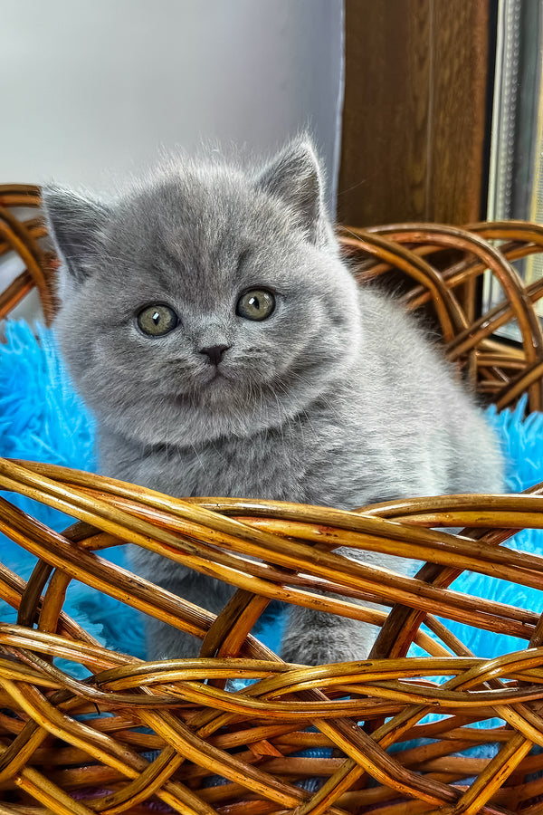 Xenon | British Shorthair Kitten