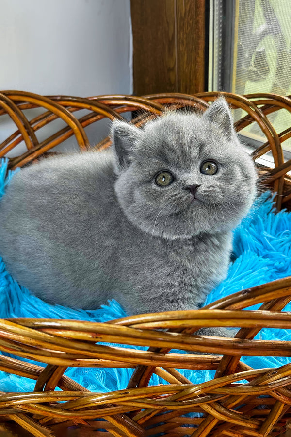 Xenon | British Shorthair Kitten