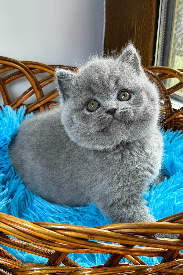 Xenon | British Shorthair Kitten