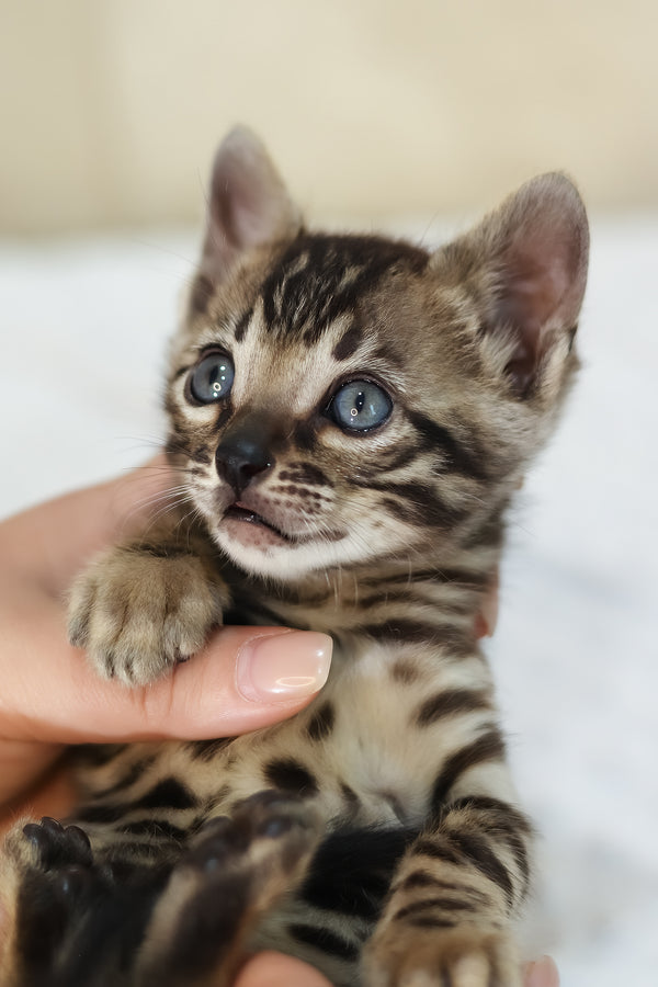 Xerxes | Bengal Kitten