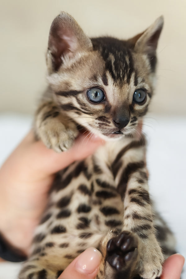 Xerxes | Bengal Kitten