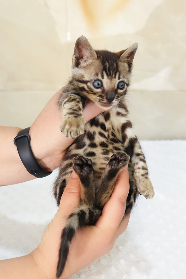 Xerxes | Bengal Kitten
