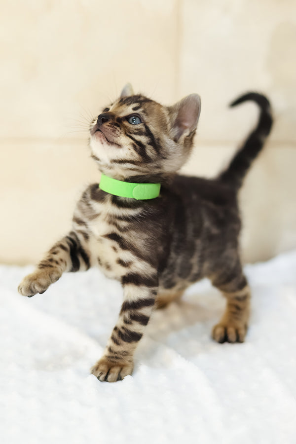Xerxes | Bengal Kitten