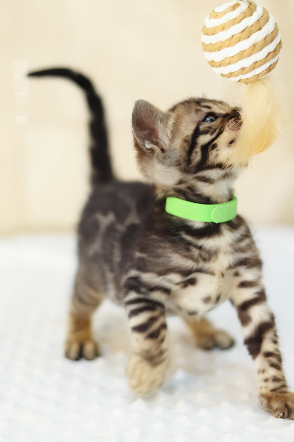 Xerxes | Bengal Kitten