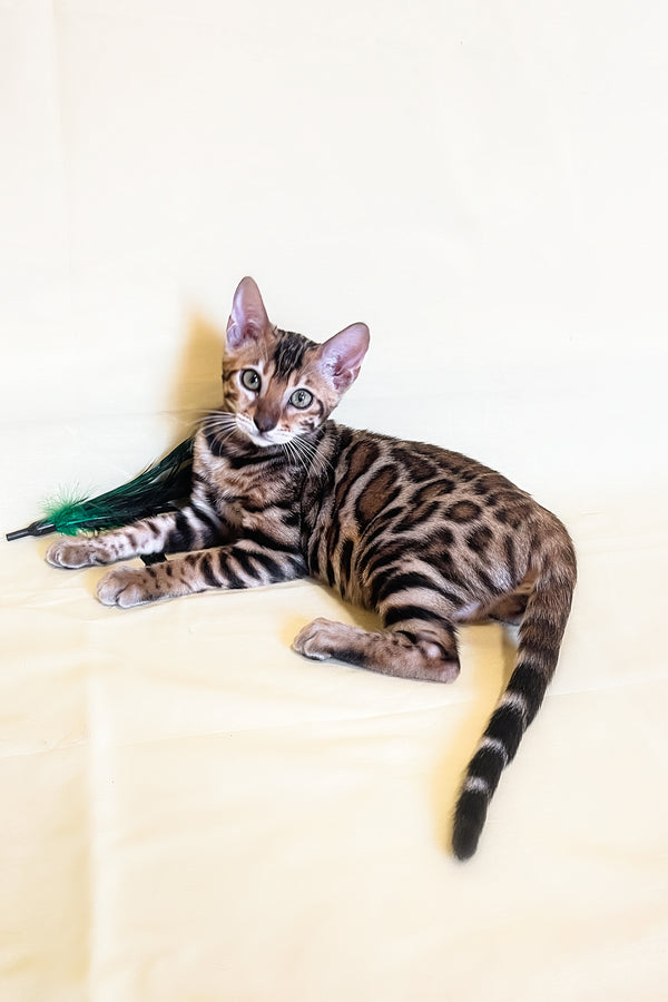 Bengal Cat Toyger Toyger Kittens For Sale Price Toyger Cat Price