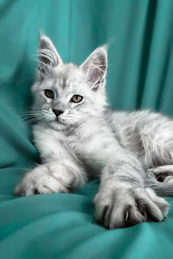Ximas | Maine Coon Kitten