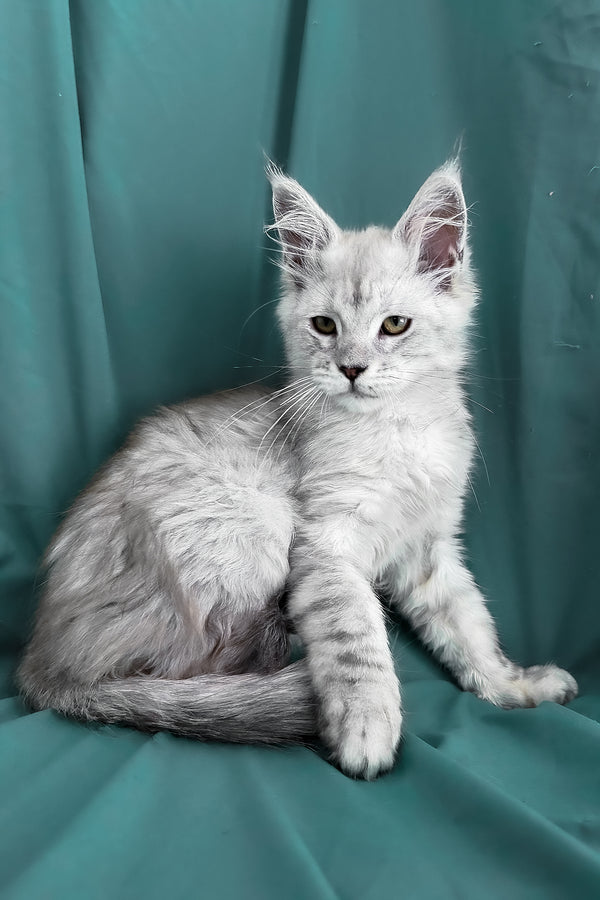Ximas | Maine Coon Kitten