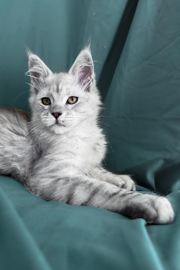 Ximas | Maine Coon Kitten