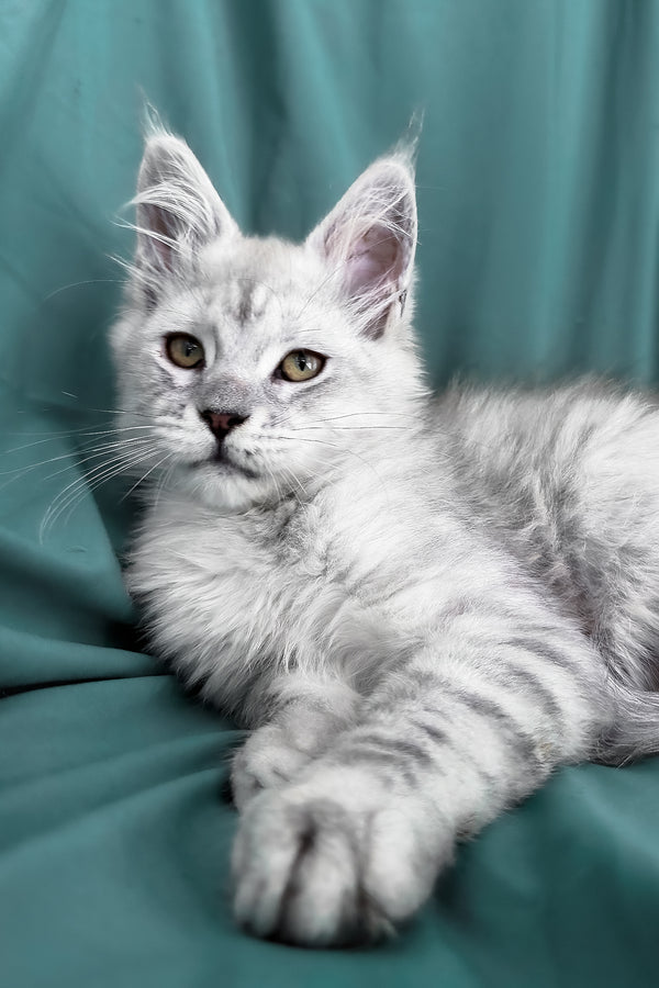 Ximas | Maine Coon Kitten