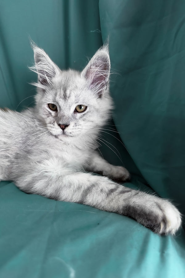 Ximas | Maine Coon Kitten