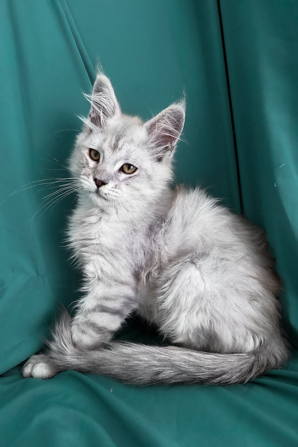 Ximas | Maine Coon Kitten
