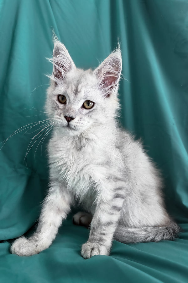 Ximas | Maine Coon Kitten