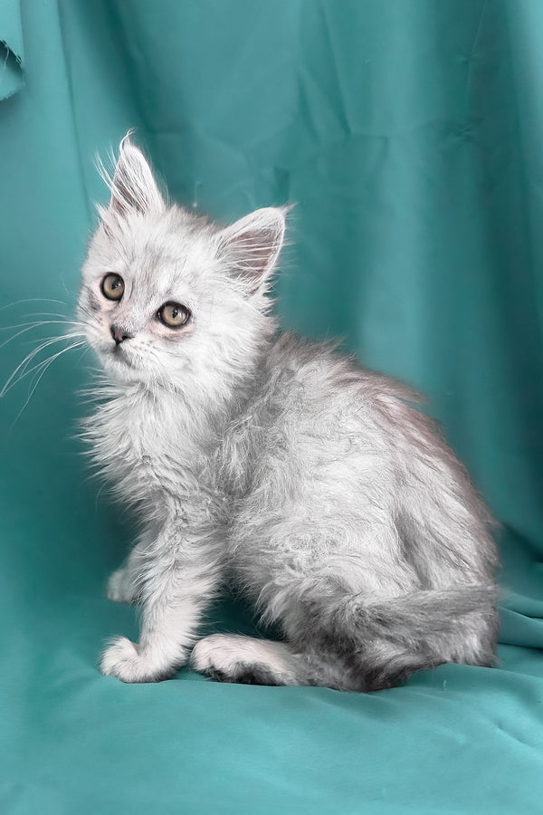 Xiolina | Maine Coon Kitten