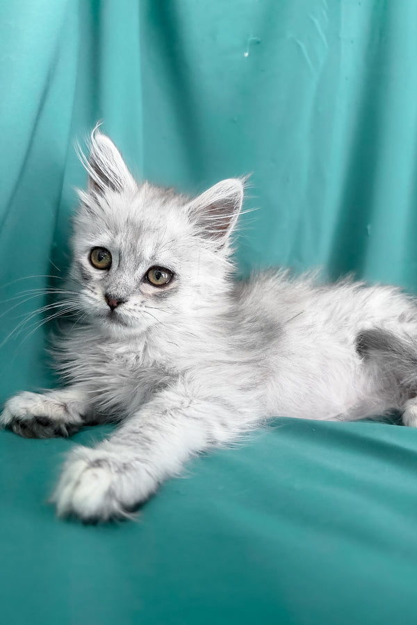 Xiolina | Maine Coon Kitten