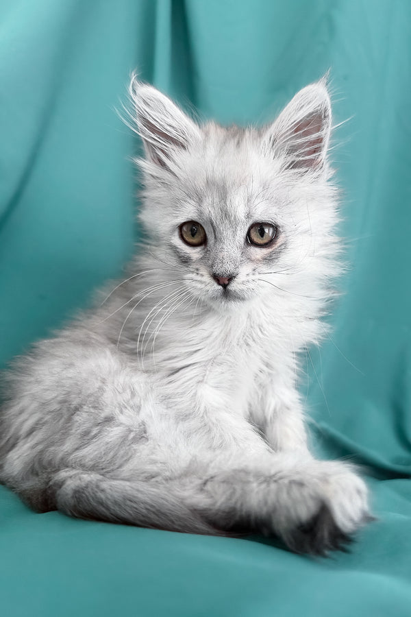 Xiolina | Maine Coon Kitten