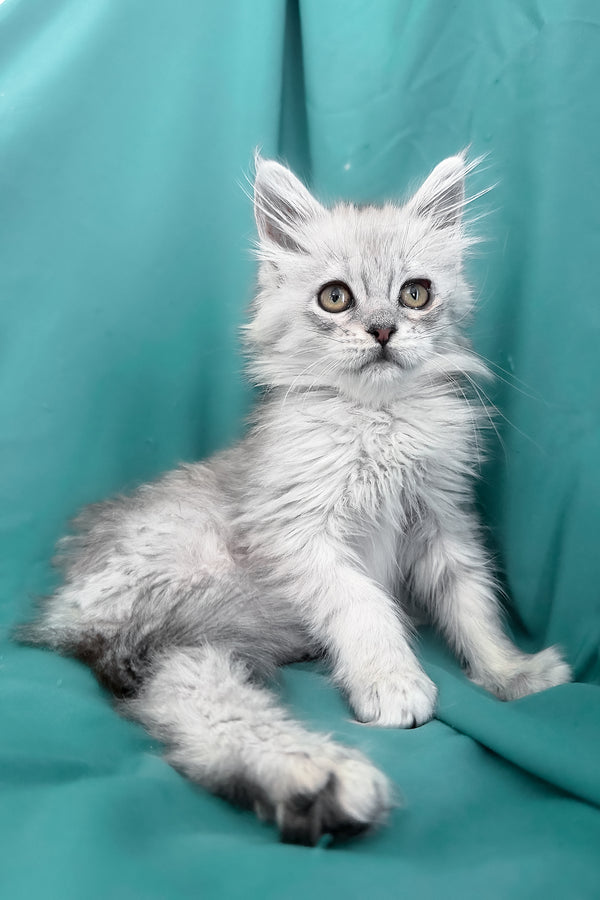 Xiolina | Maine Coon Kitten