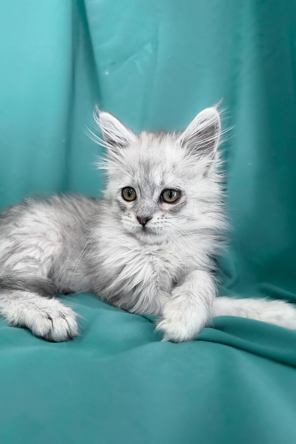 Xiolina | Maine Coon Kitten