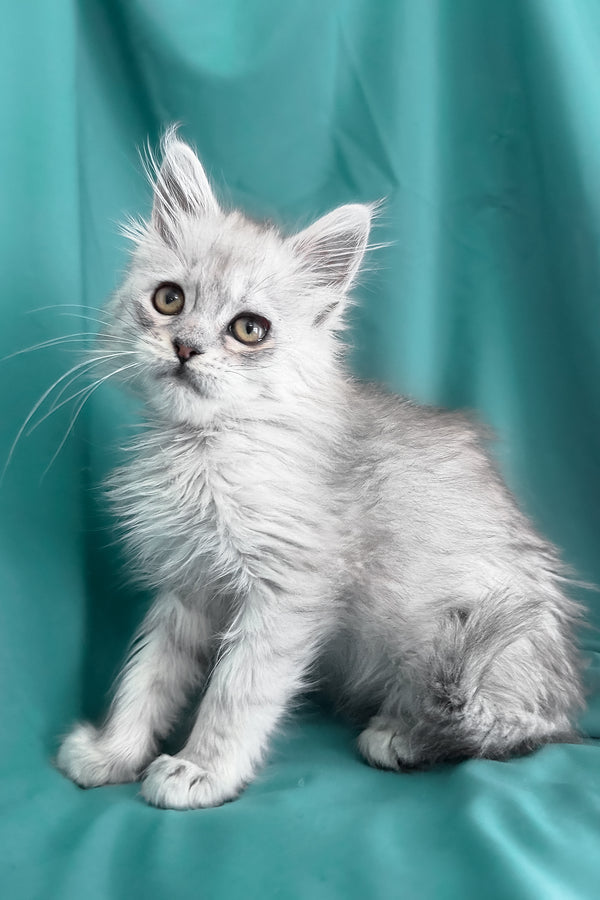 Xiolina | Maine Coon Kitten