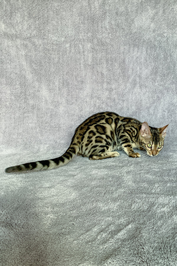 Xola | Bengal Kitten