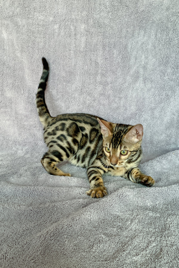 Xola | Bengal Kitten