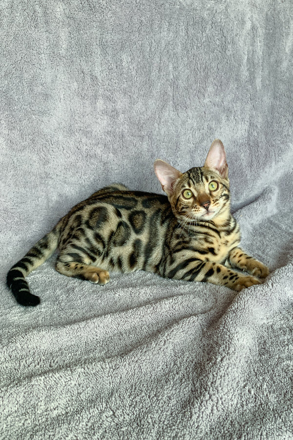 Xola | Bengal Kitten