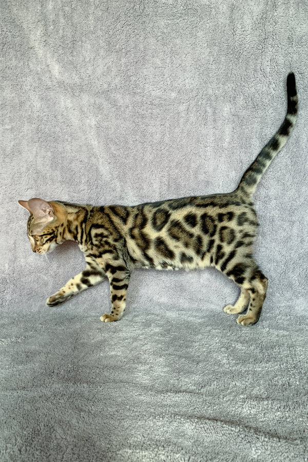 Xola | Bengal Kitten