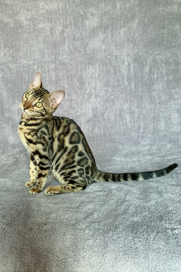 Xola | Bengal Kitten