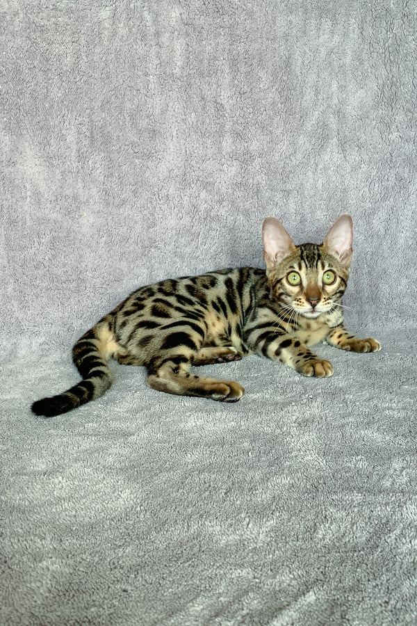 Xola | Bengal Kitten