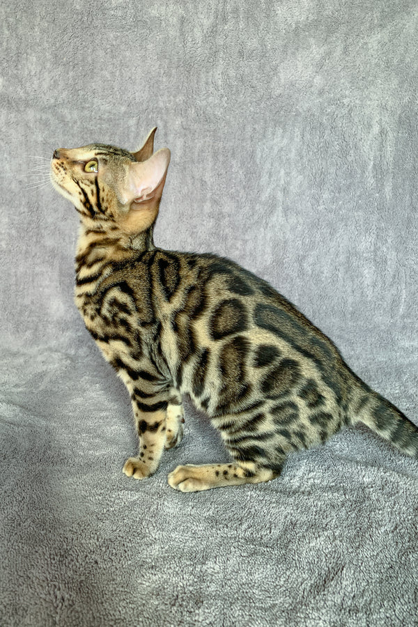 Xola | Bengal Kitten