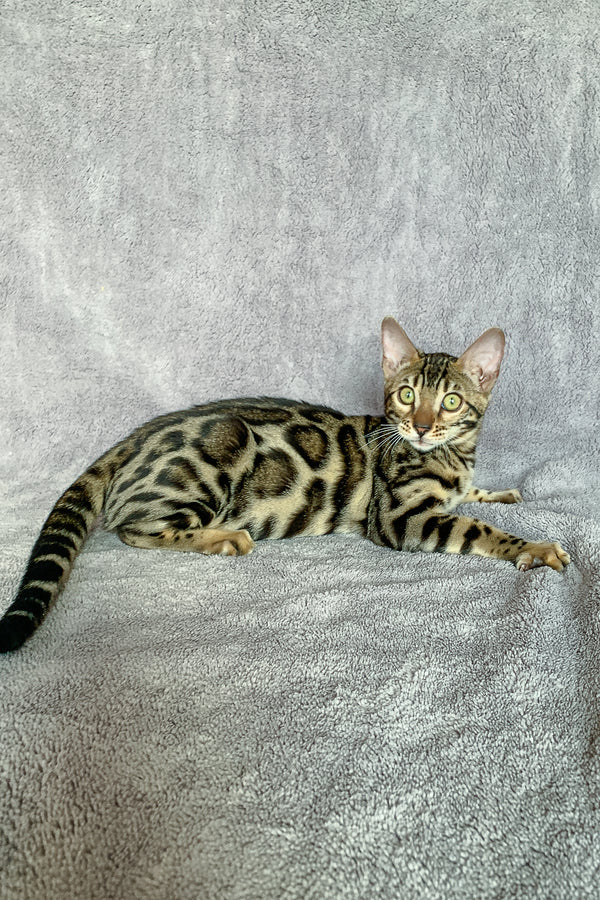Xola | Bengal Kitten
