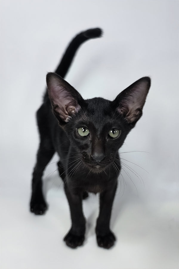 Xolot | Oriental Shorthair Kitten