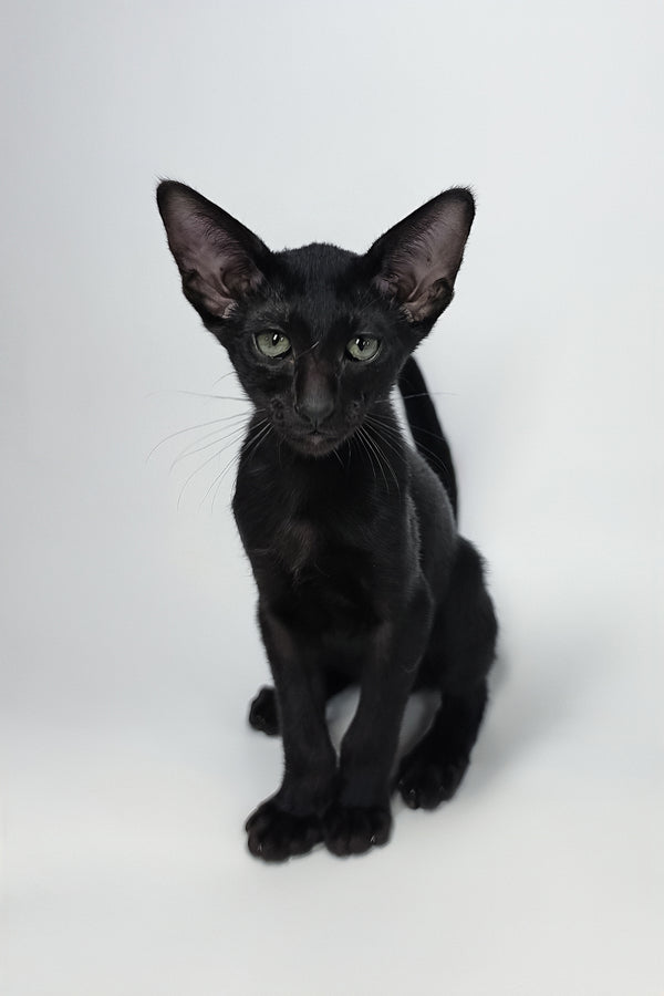 Xolot | Oriental Shorthair Kitten