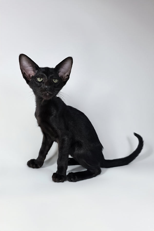 Xolot | Oriental Shorthair Kitten