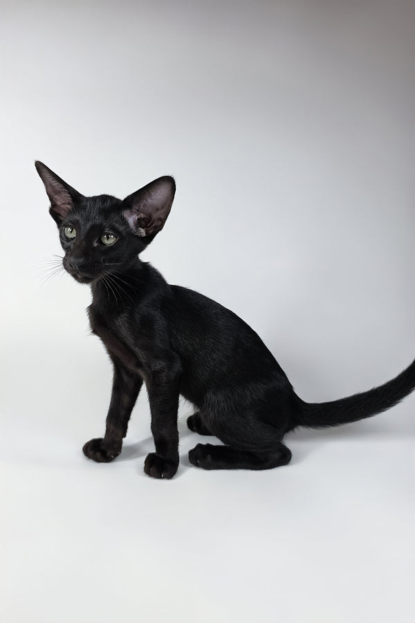 Xolot | Oriental Shorthair Kitten