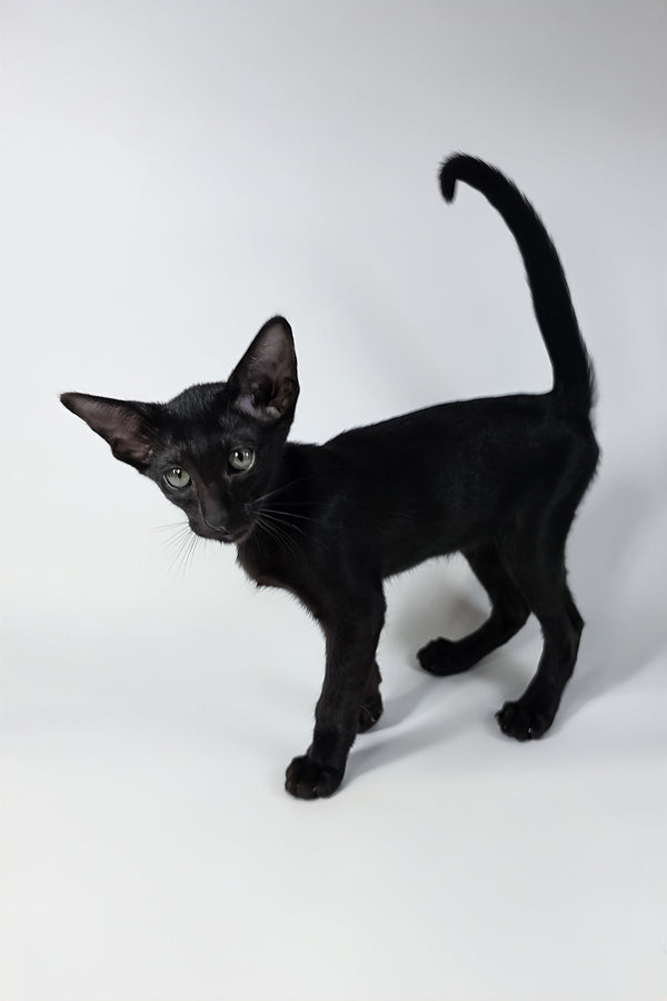 Xolot | Oriental Shorthair Kitten