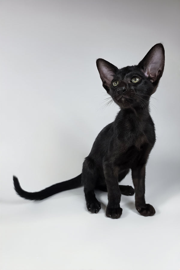 Xolot | Oriental Shorthair Kitten