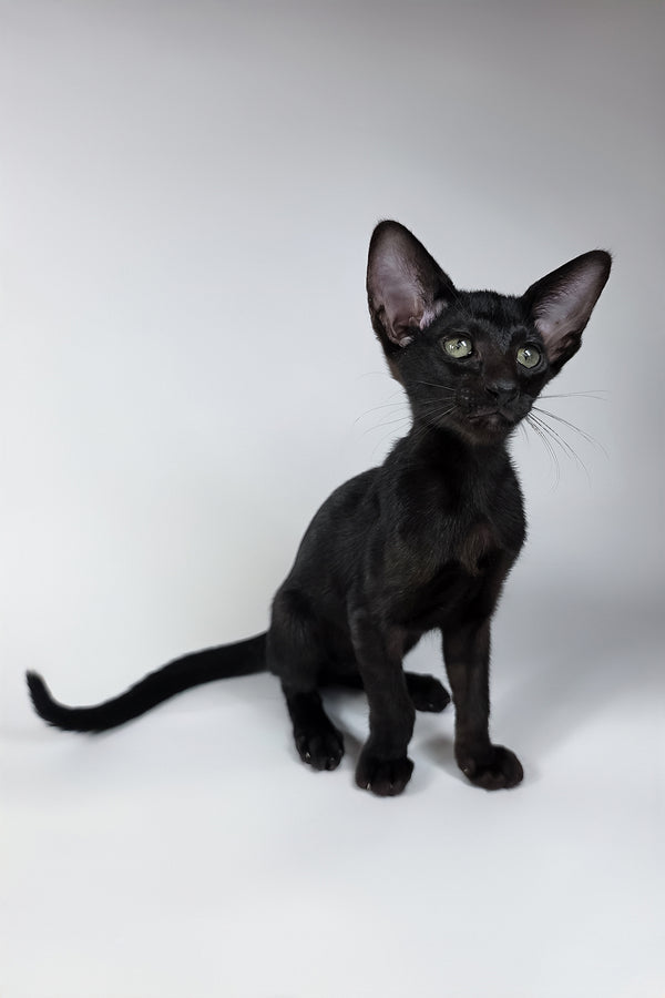 Xolot | Oriental Shorthair Kitten