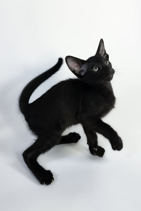 Xolot | Oriental Shorthair Kitten