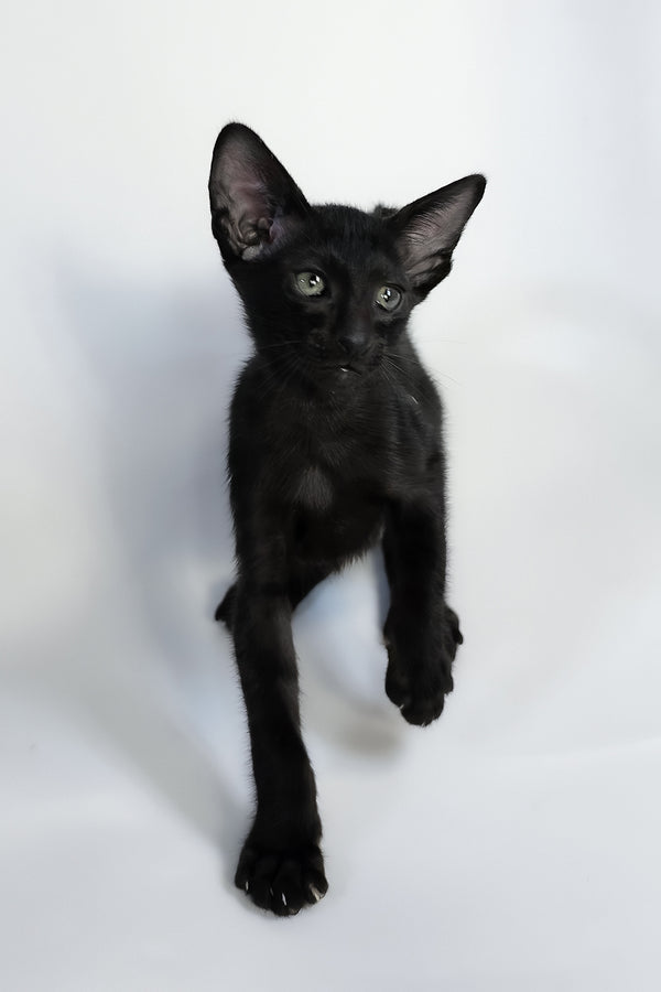Xolot | Oriental Shorthair Kitten