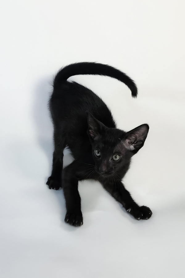 Xolot | Oriental Shorthair Kitten