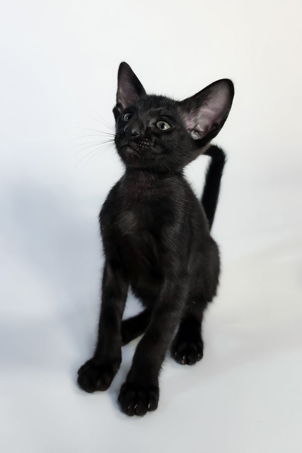 Xolot | Oriental Shorthair Kitten