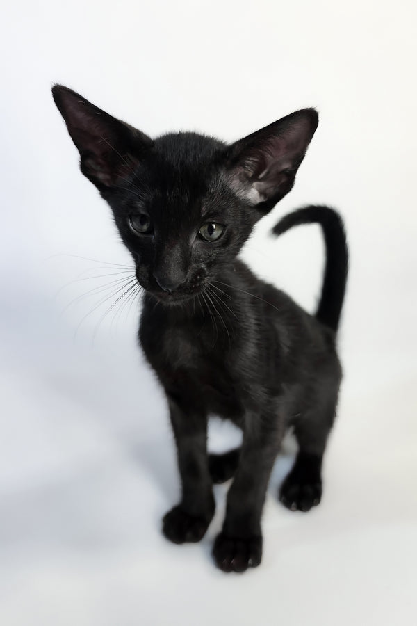 Xolot | Oriental Shorthair Kitten