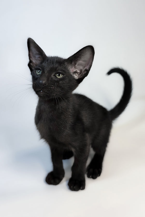 Xolot | Oriental Shorthair Kitten