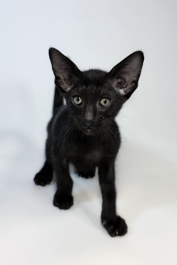Xolot | Oriental Shorthair Kitten