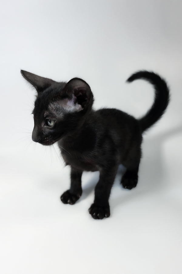 Xolot | Oriental Shorthair Kitten