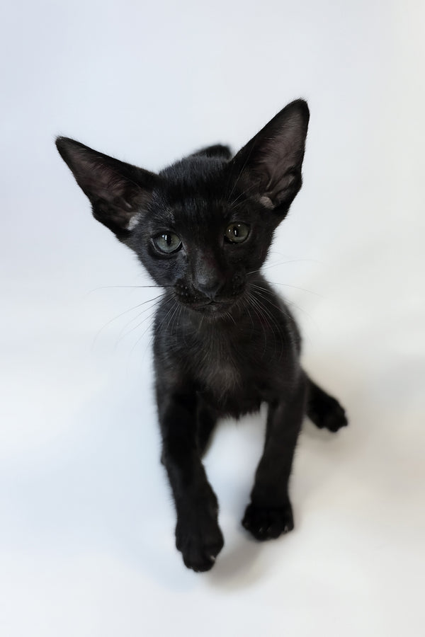 Xolot | Oriental Shorthair Kitten